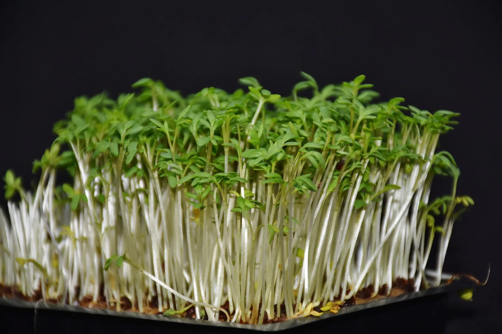 Cress Lettuce