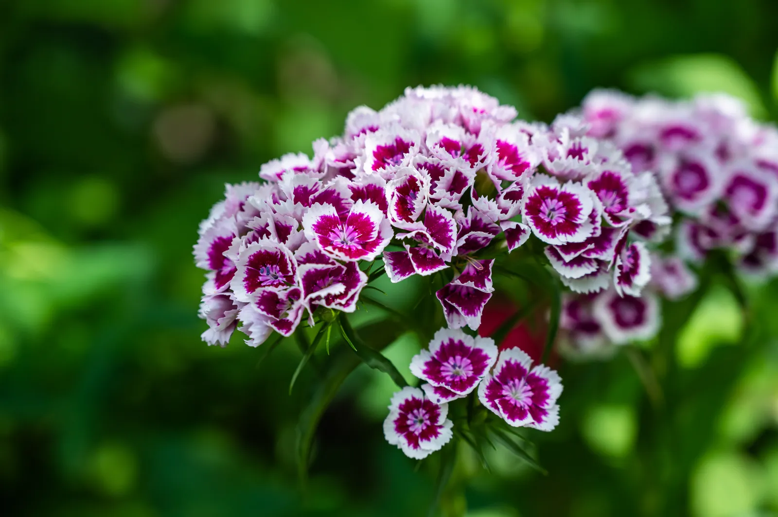Dianthus image 3