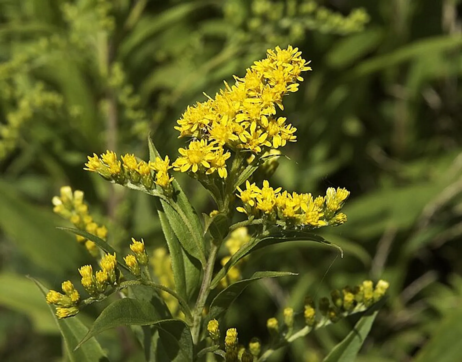 Goldenrod image 2