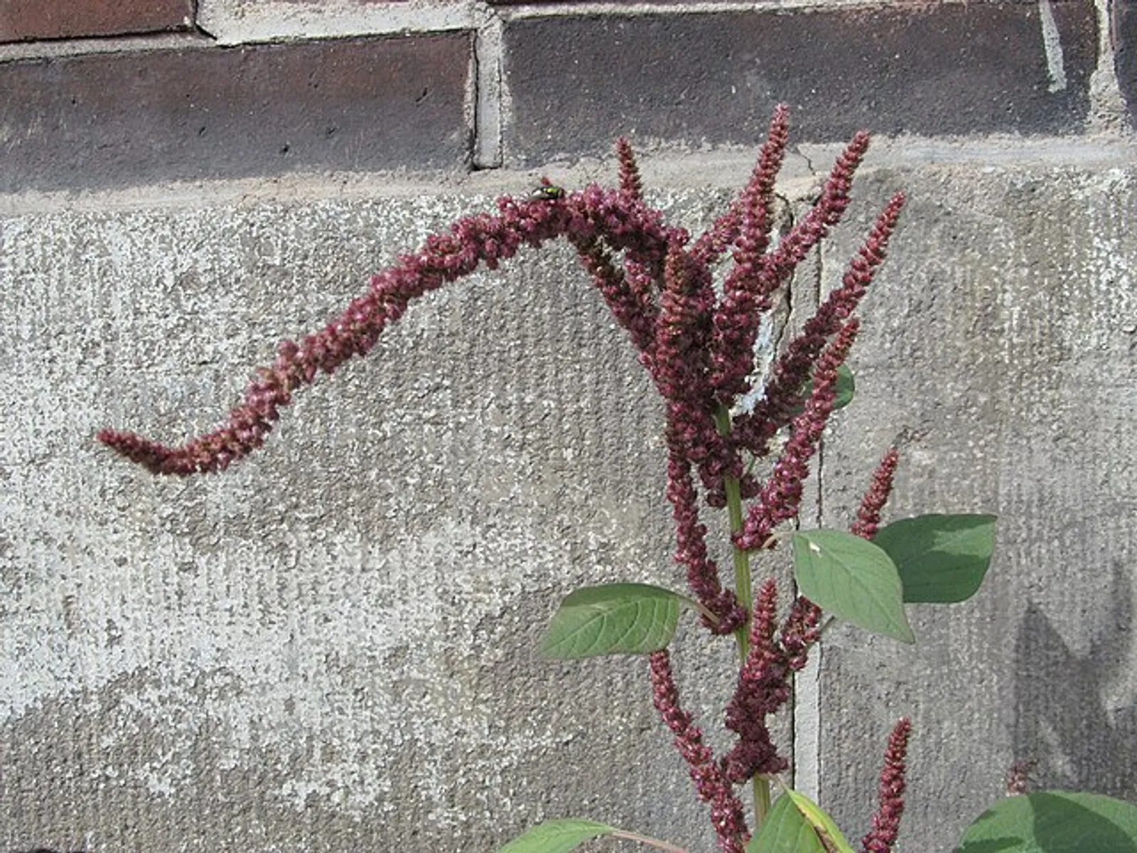 Amaranth image 4