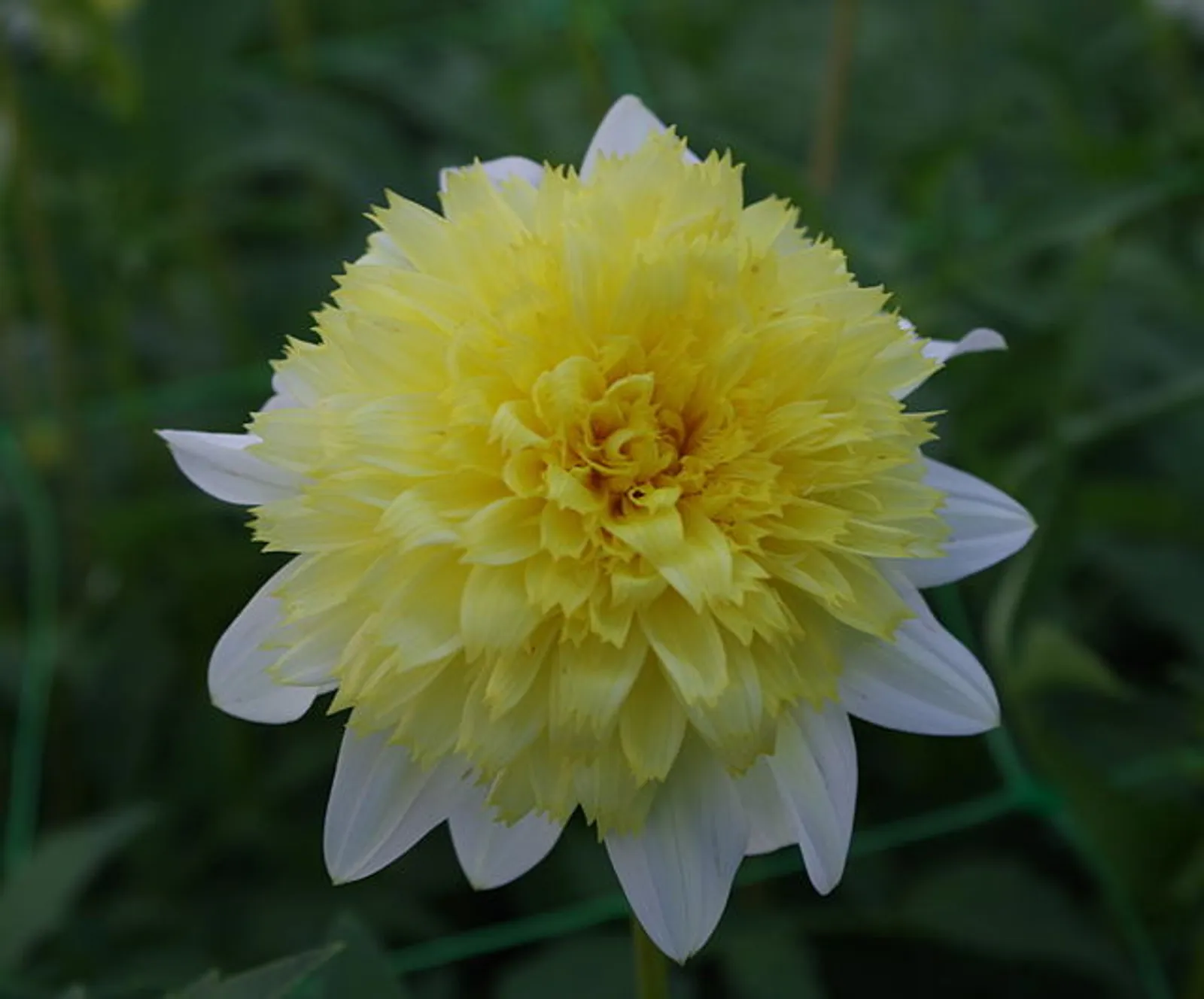 Anenome-flowered and Collarette