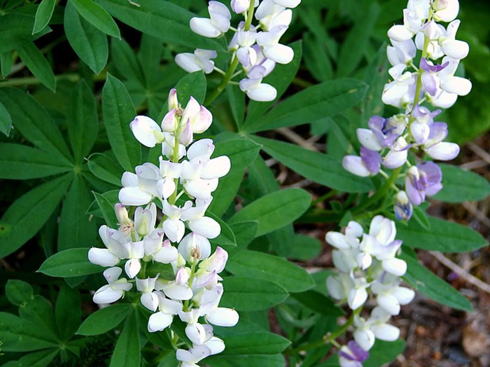 Lupine image 2