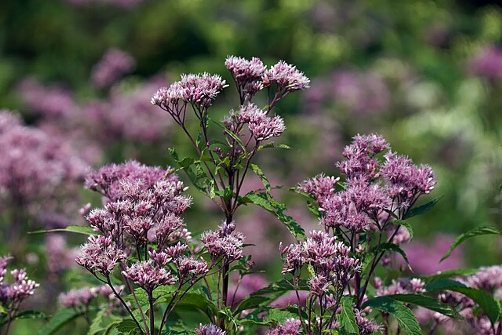 Joe Pye Weed image 1