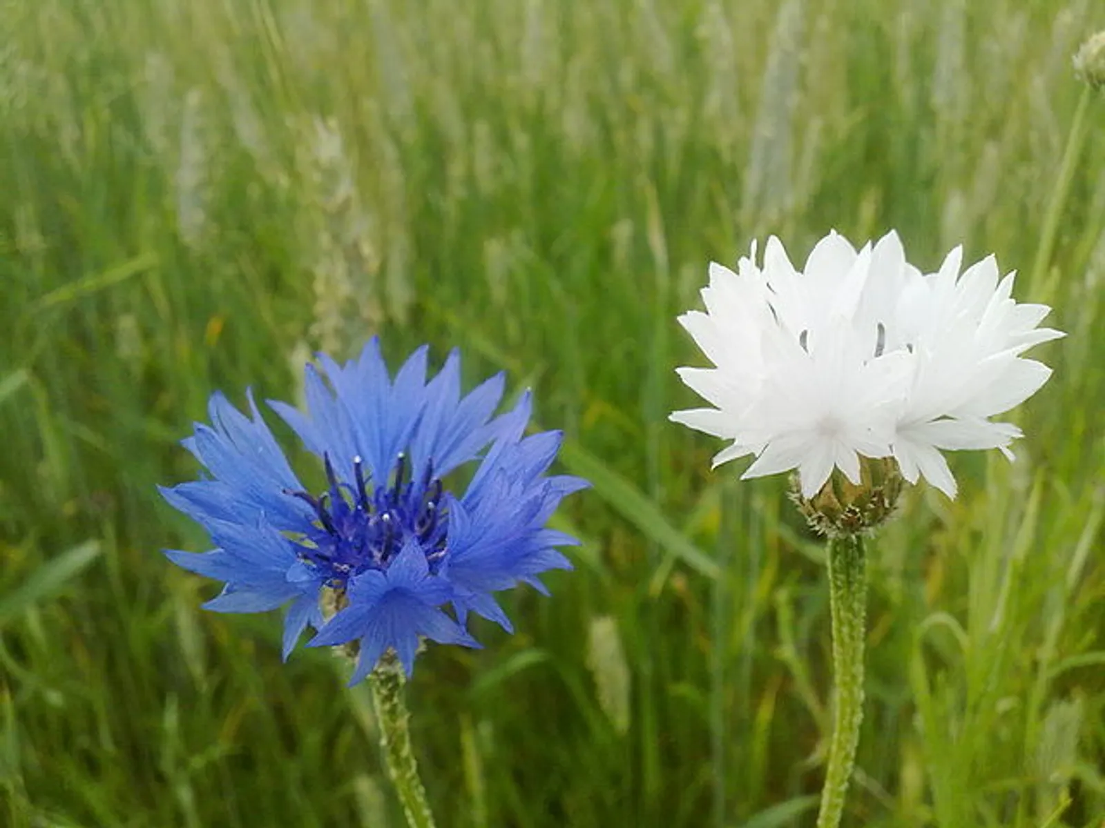 Cornflower image 2