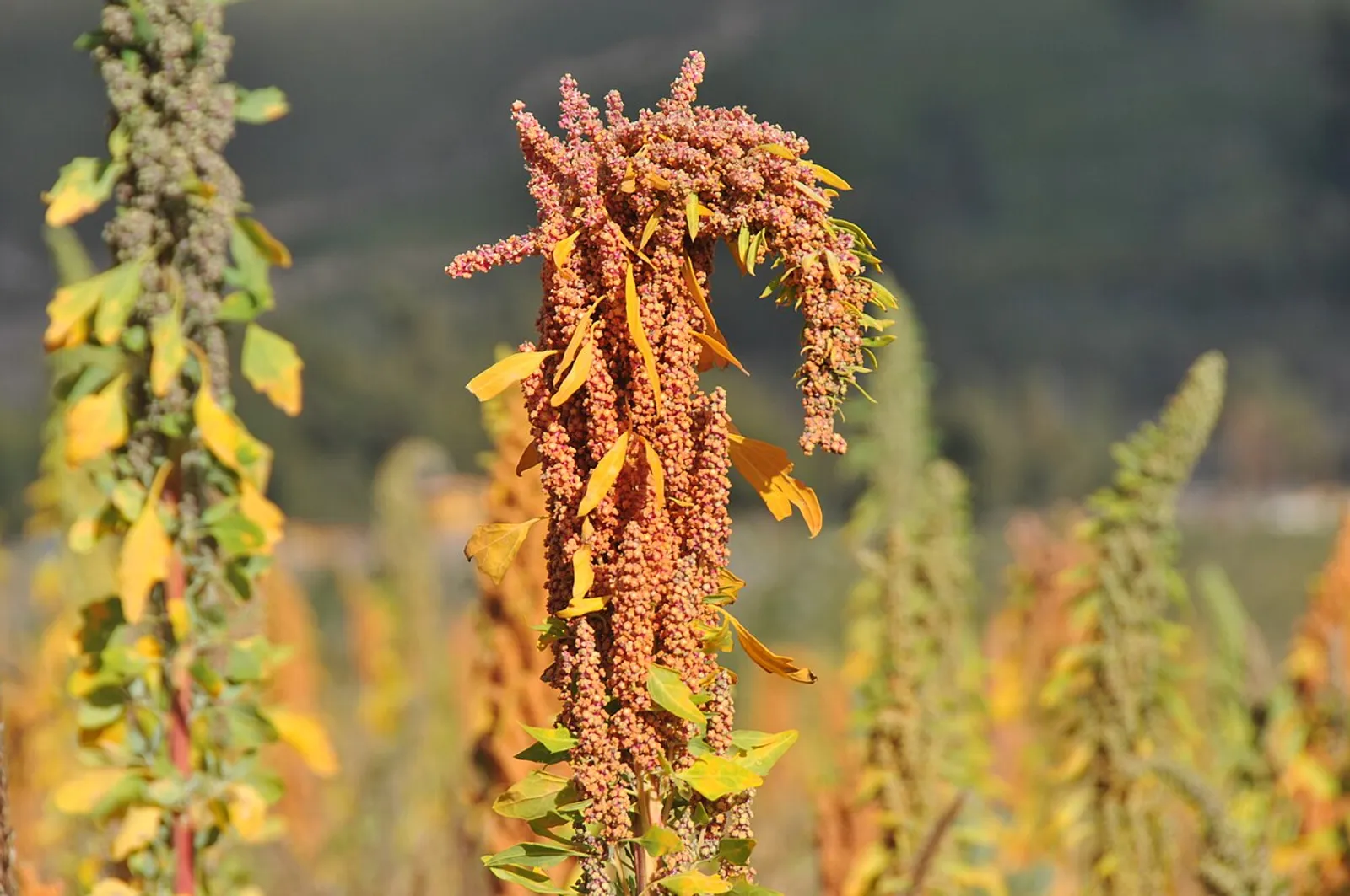 Quinoa image 2