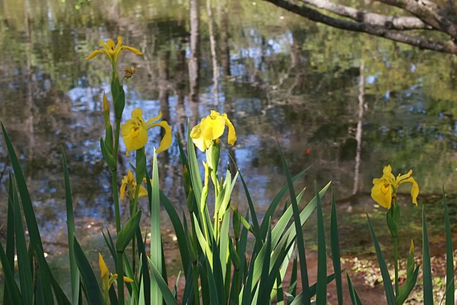 Yellow Flag Iris