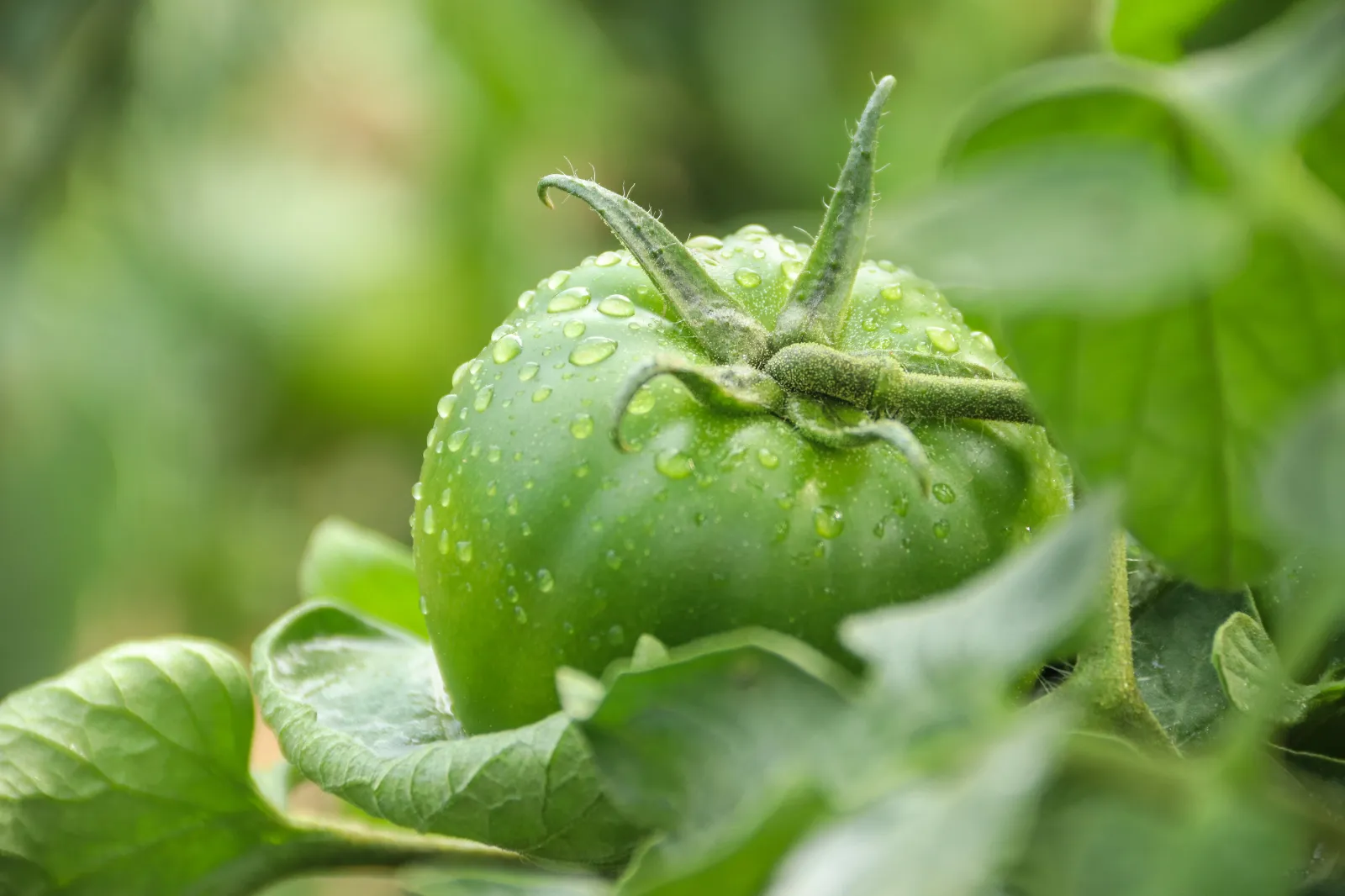 Green Tomato Tomatoes
