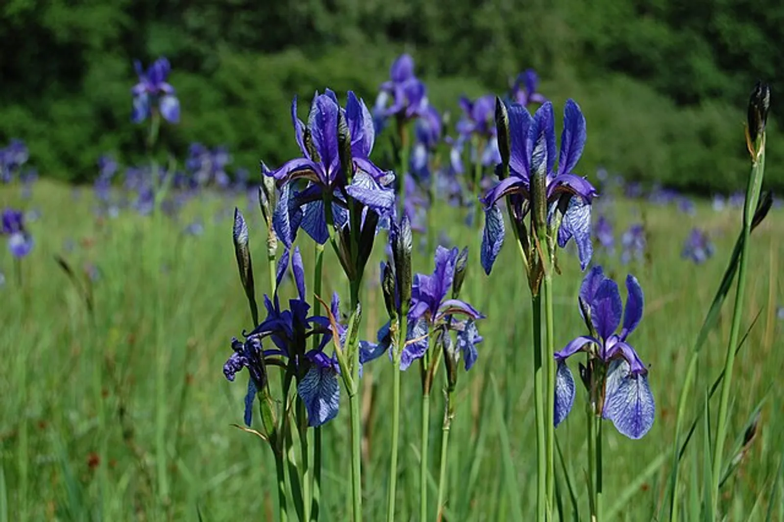 Sibirian Iris