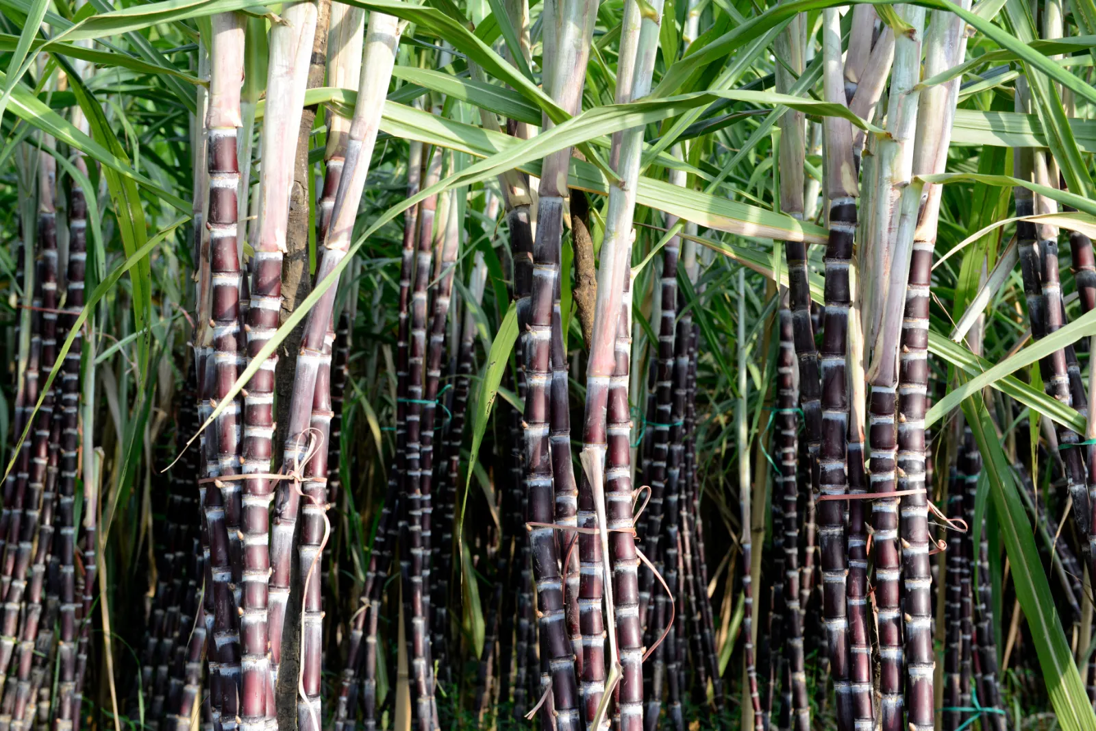 Sugar Cane image 1