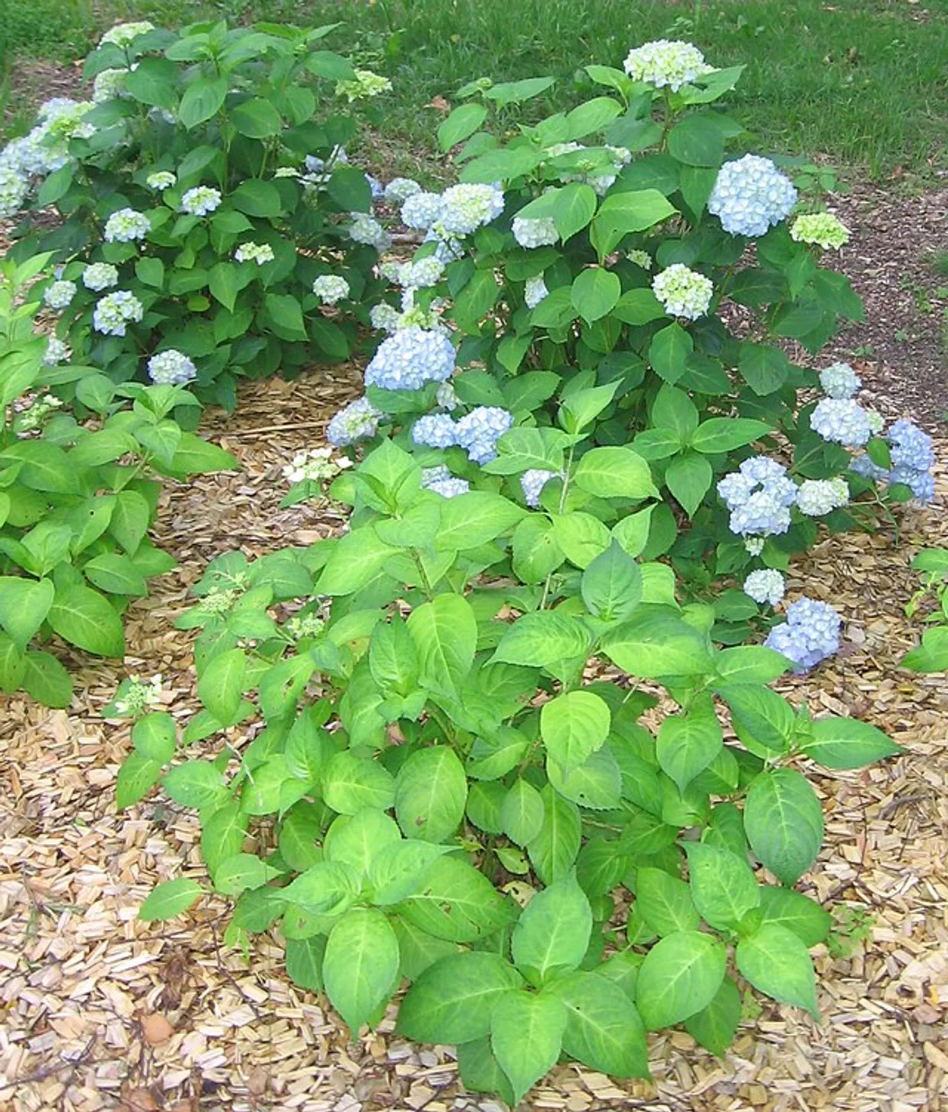 Hydrangea image 2