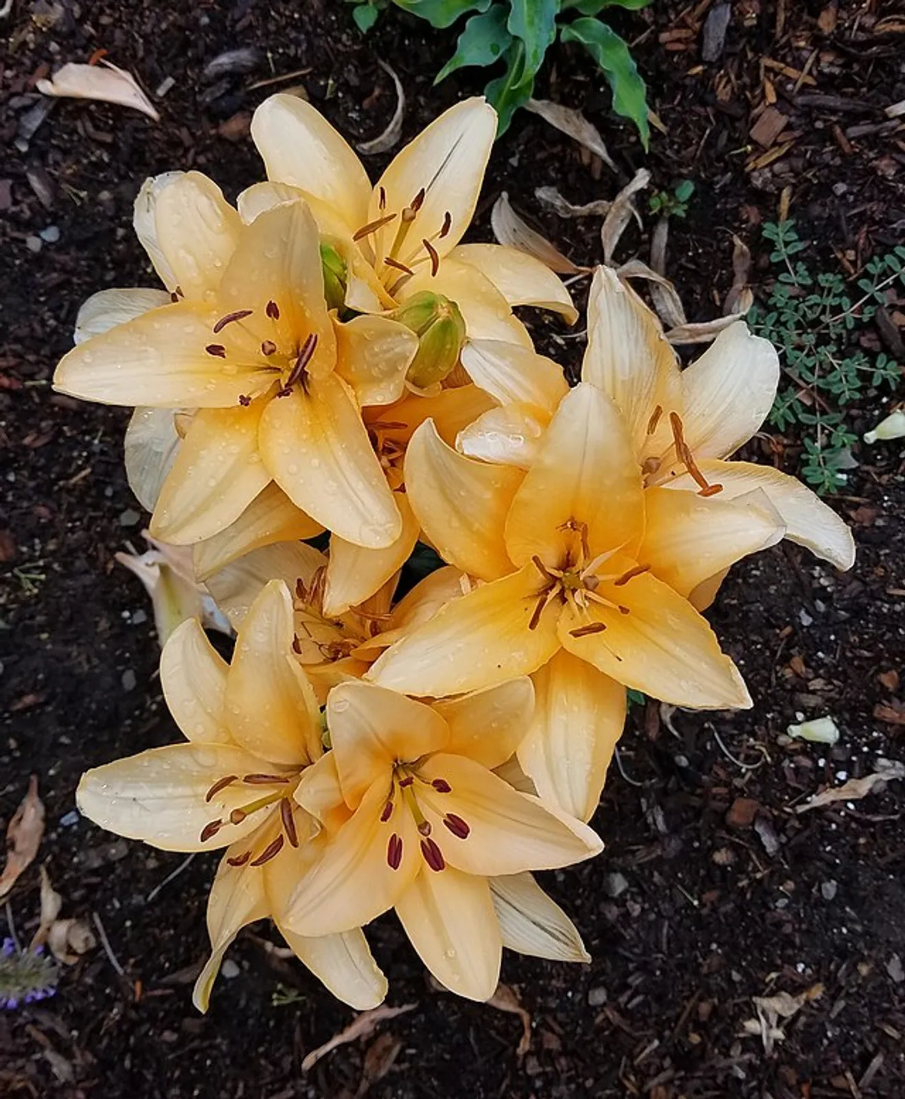 Lily image 6
