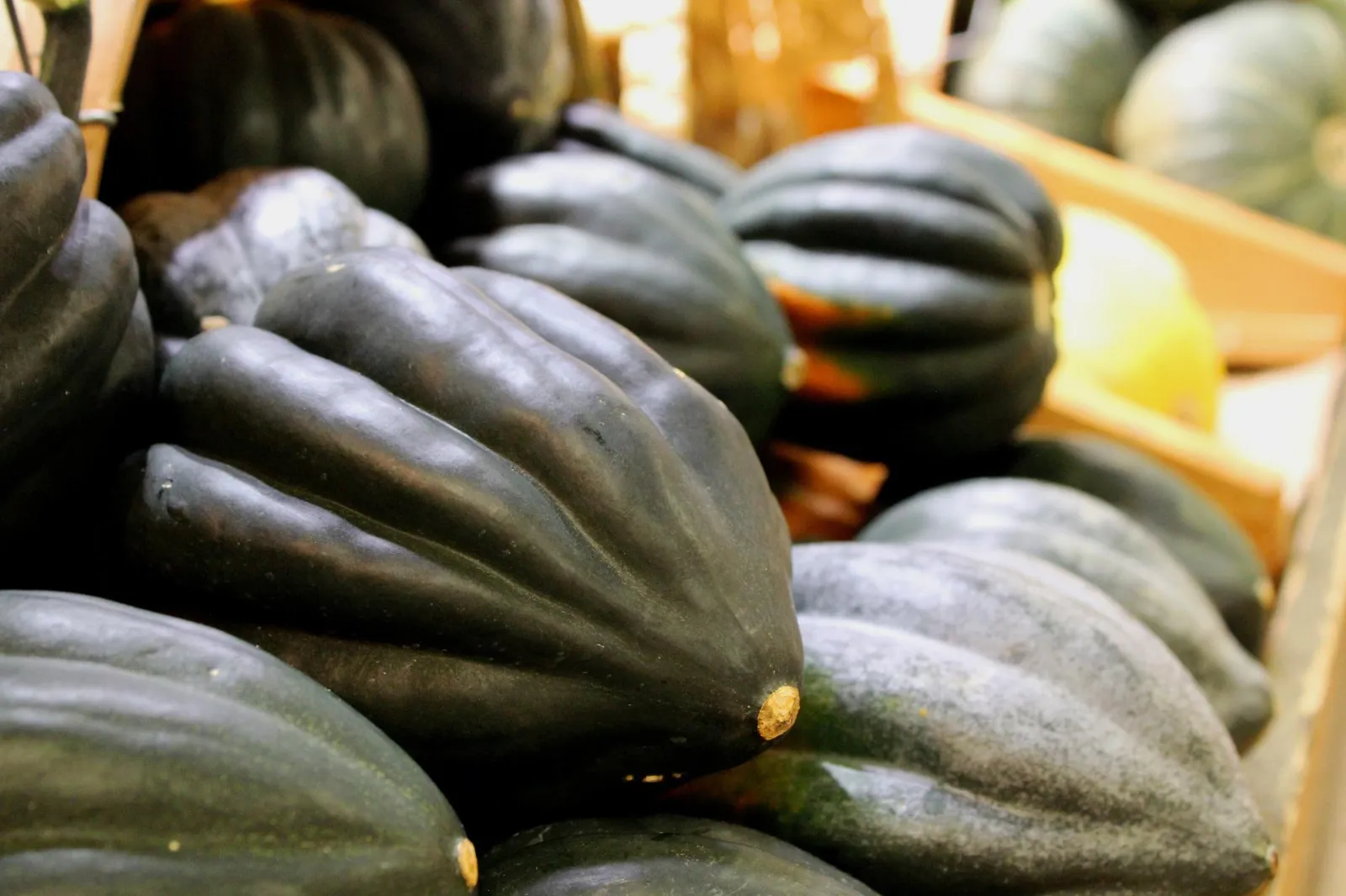 Winter, Acorn Squash Squash