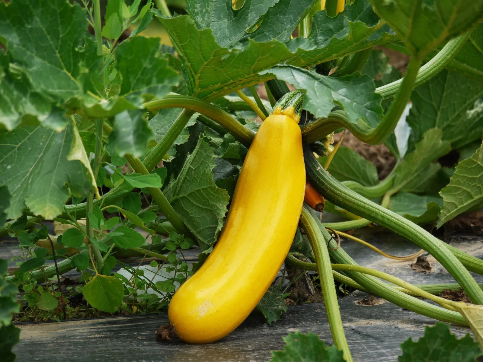 Summer, Yellow Squash Squash