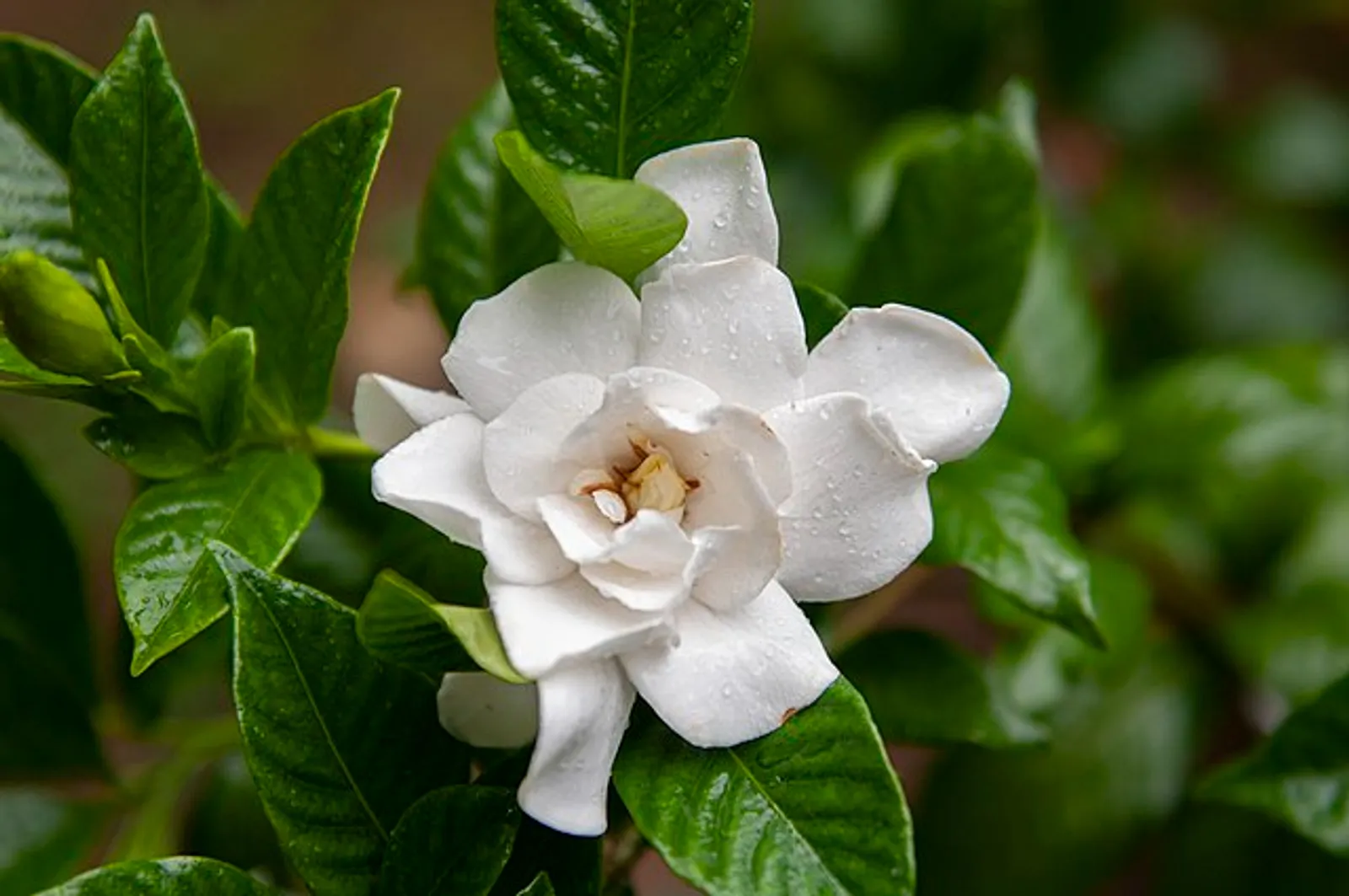 Gardenia image 4