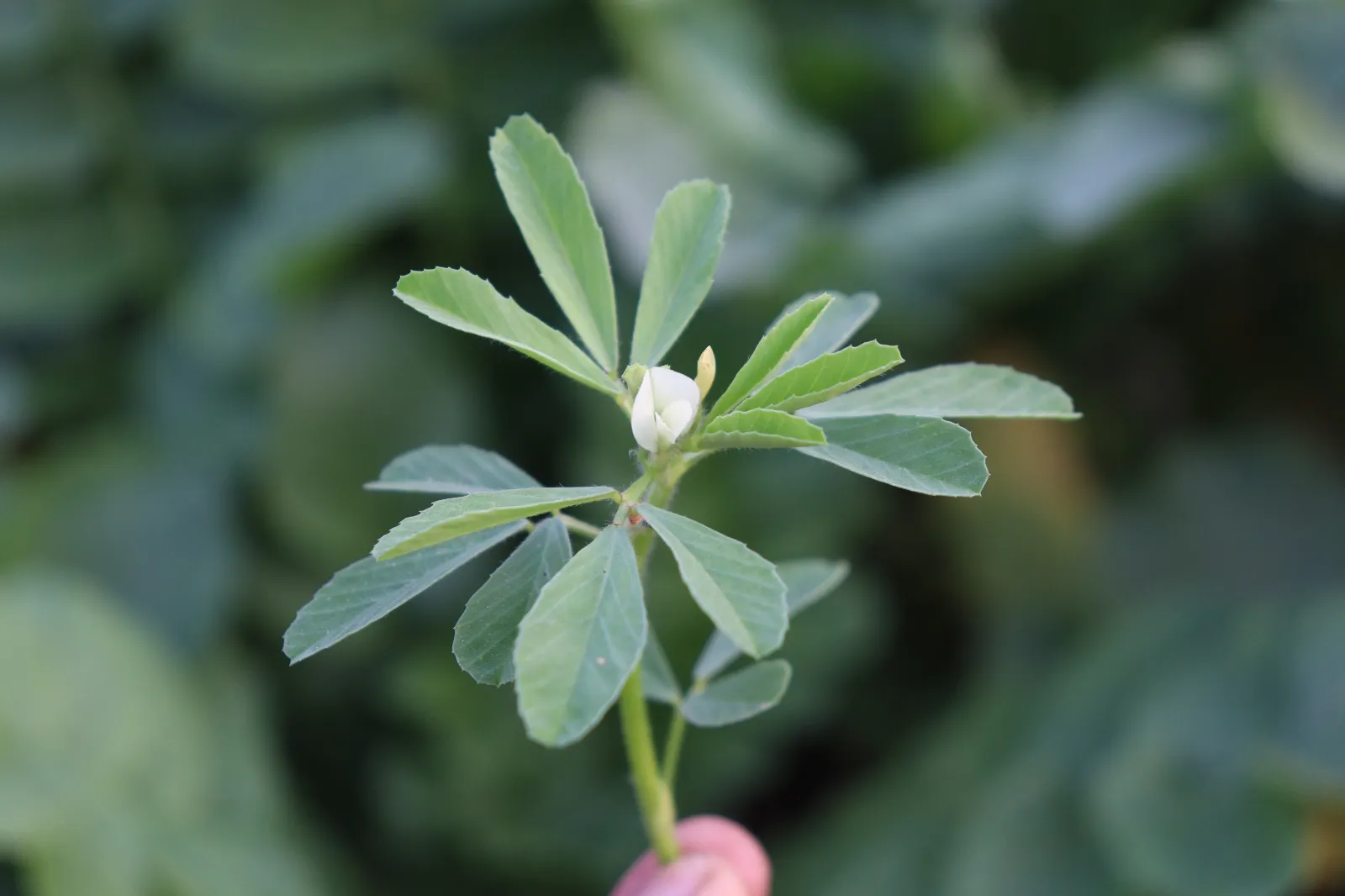 Fenugreek image 1