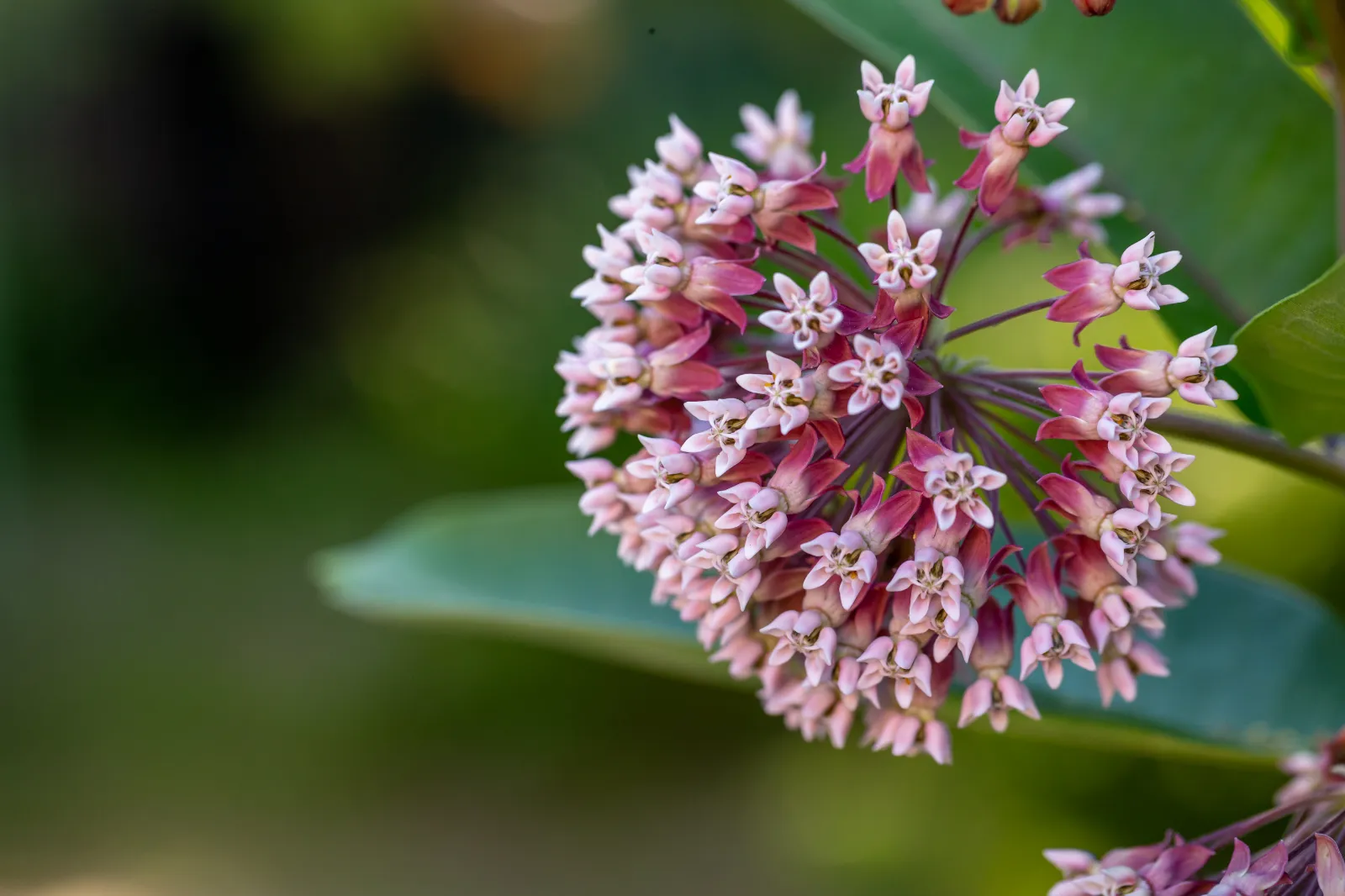 Milkweed image 1
