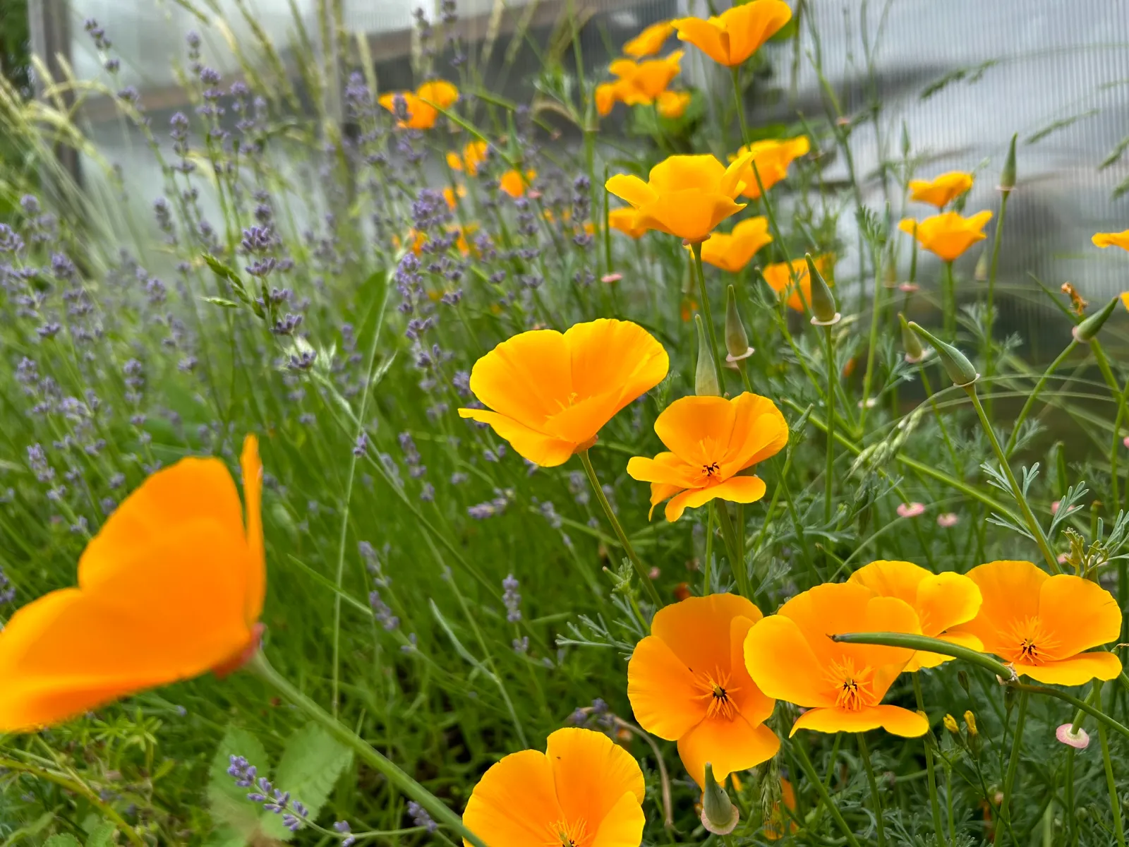 California Poppy image 2