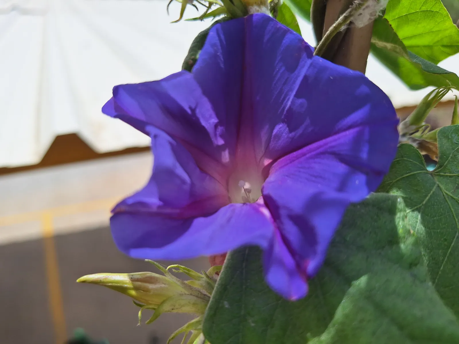Morning Glory image 1