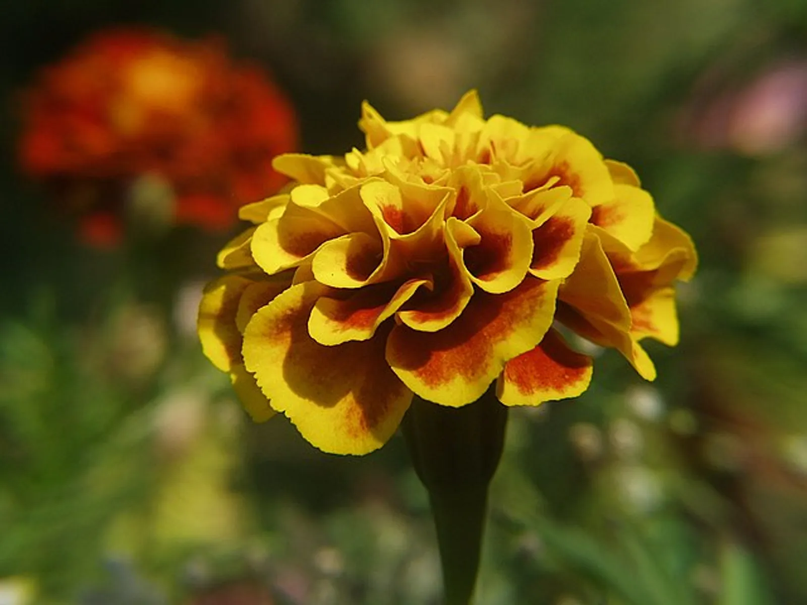 Marigold image 4
