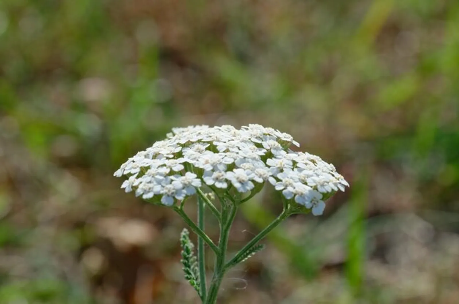 Yarrow image 2
