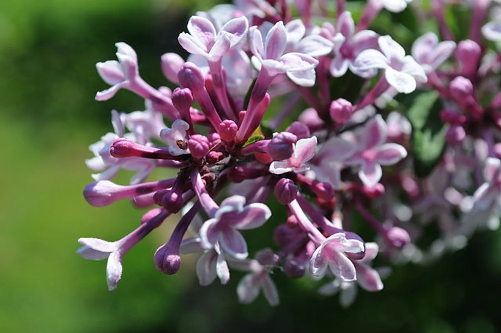 Lilac image 4