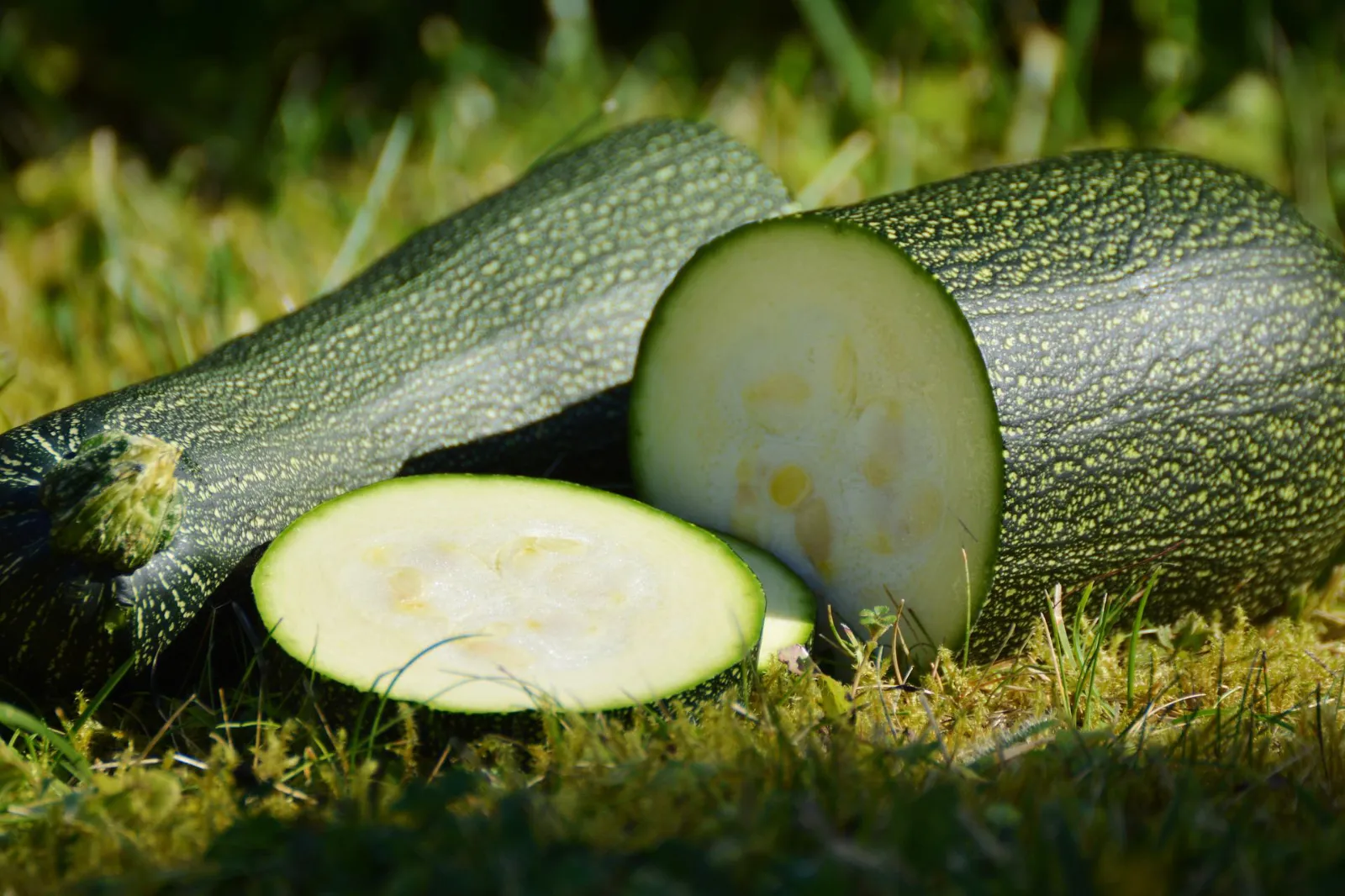 Summer, Zucchini Squash Squash