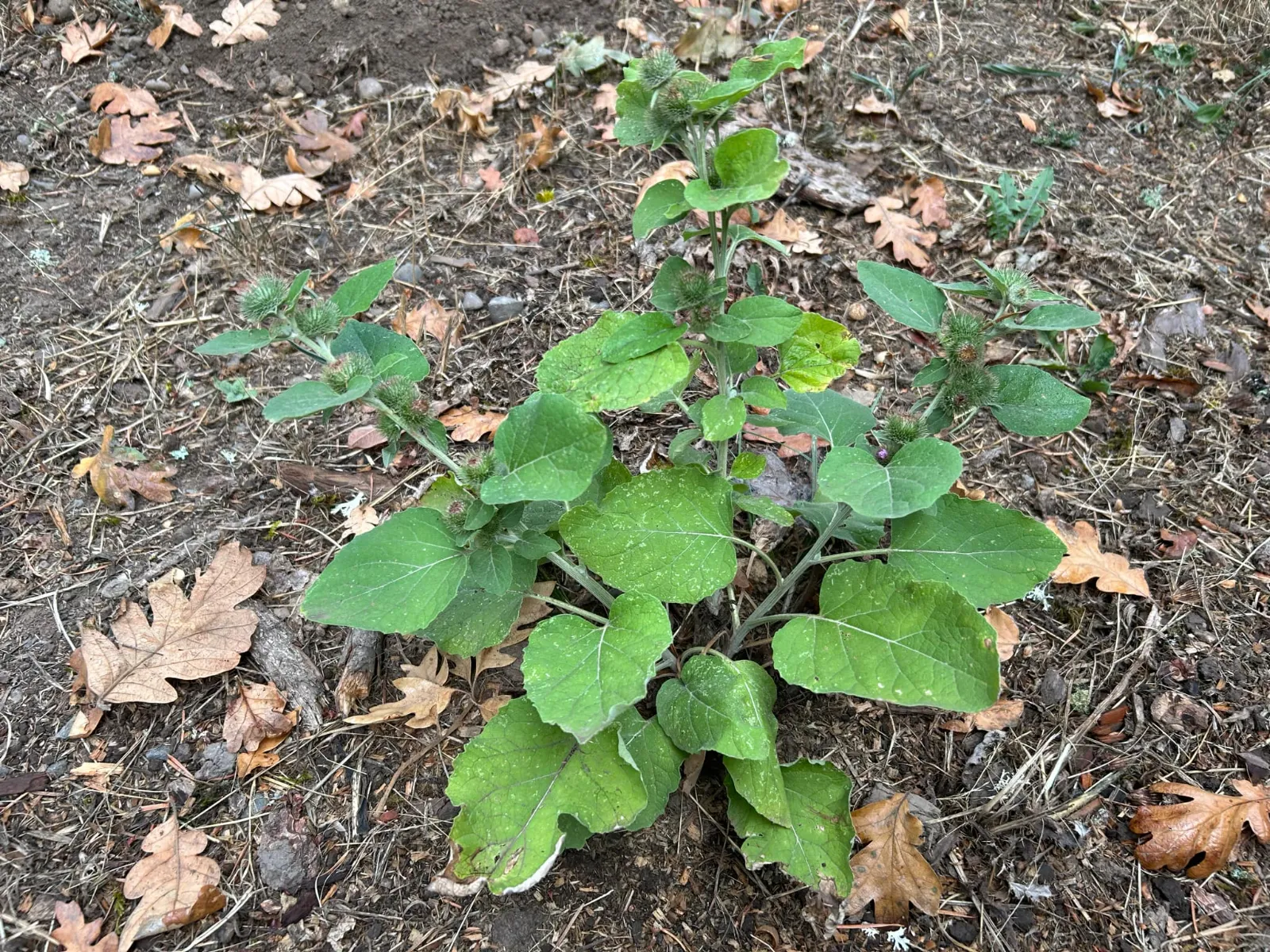 Burdock image 1