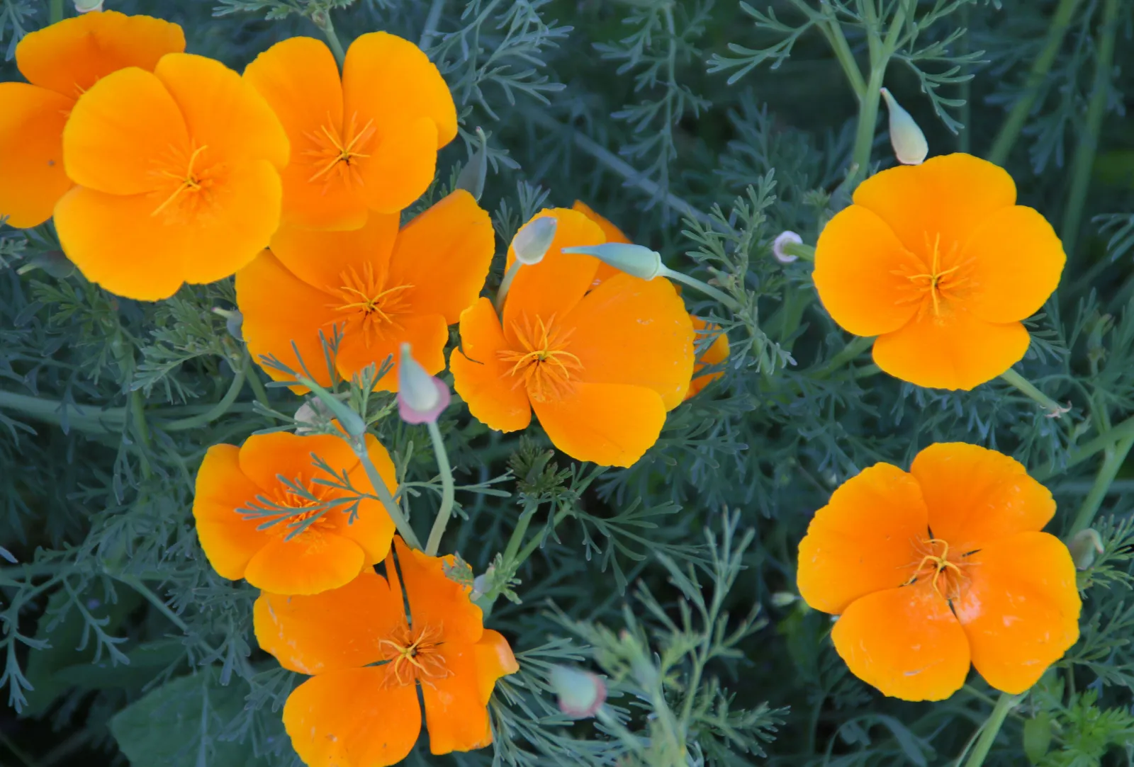 California Poppy image 3