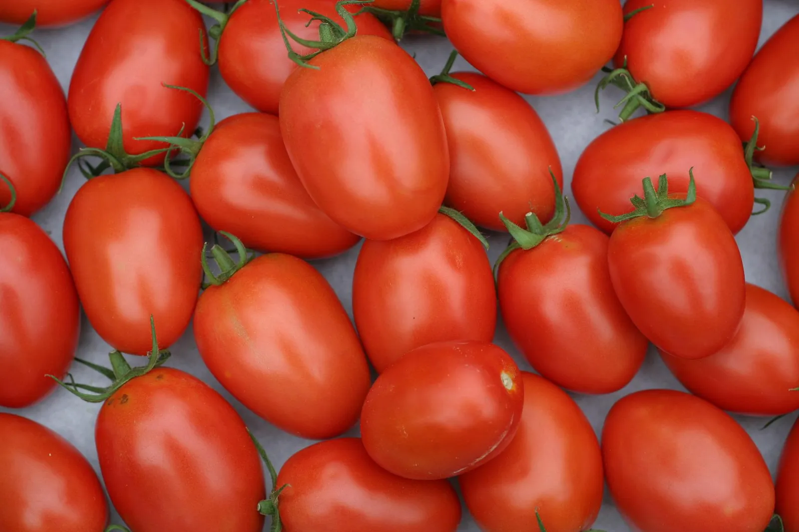 Roma Tomato Tomatoes