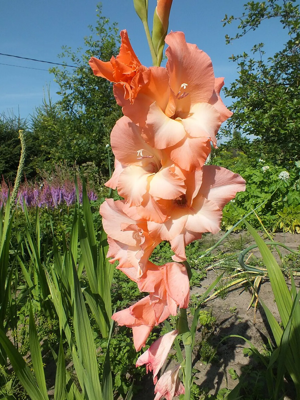 Gladiolus image 3
