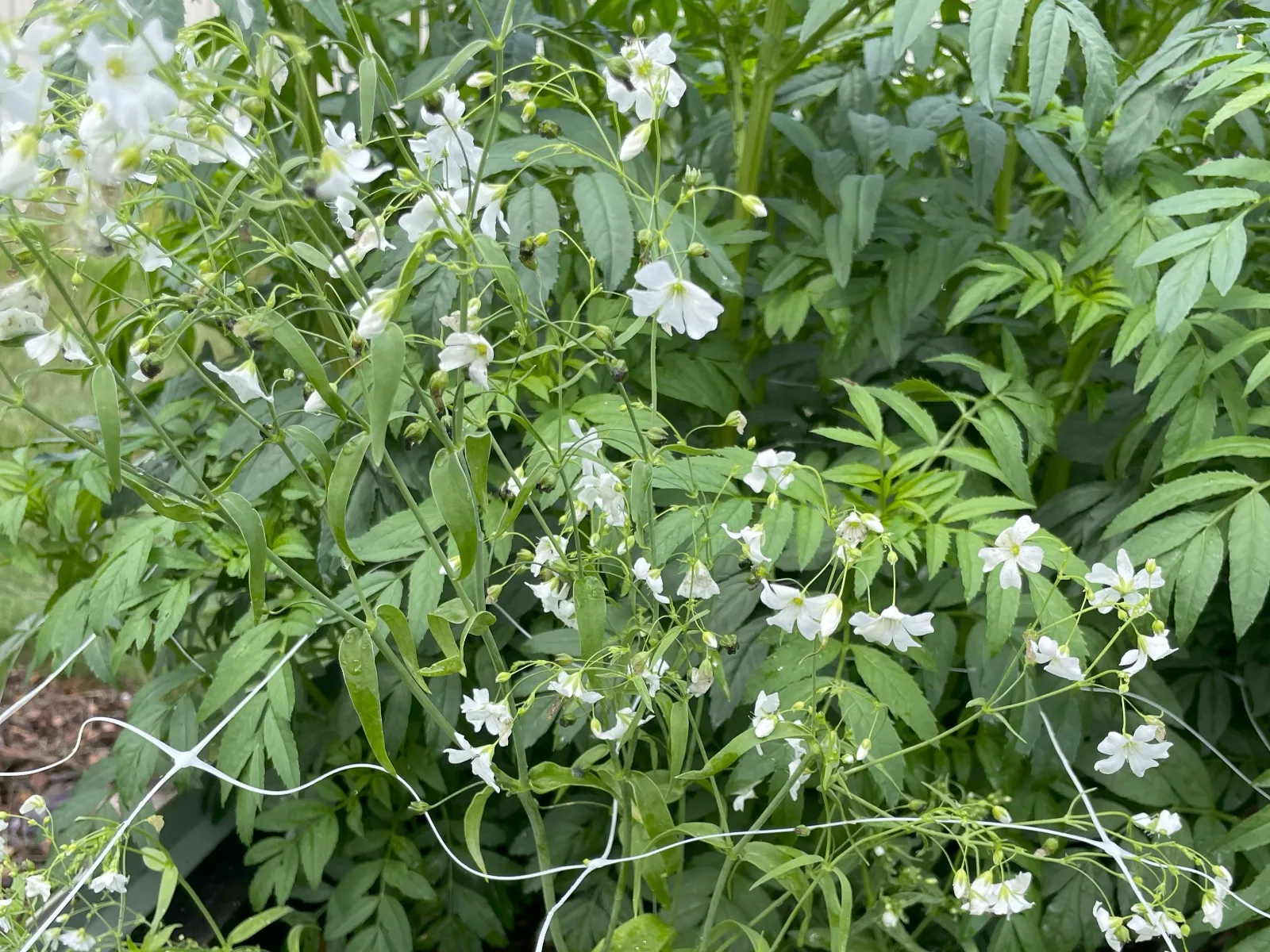 Baby's Breath image 4