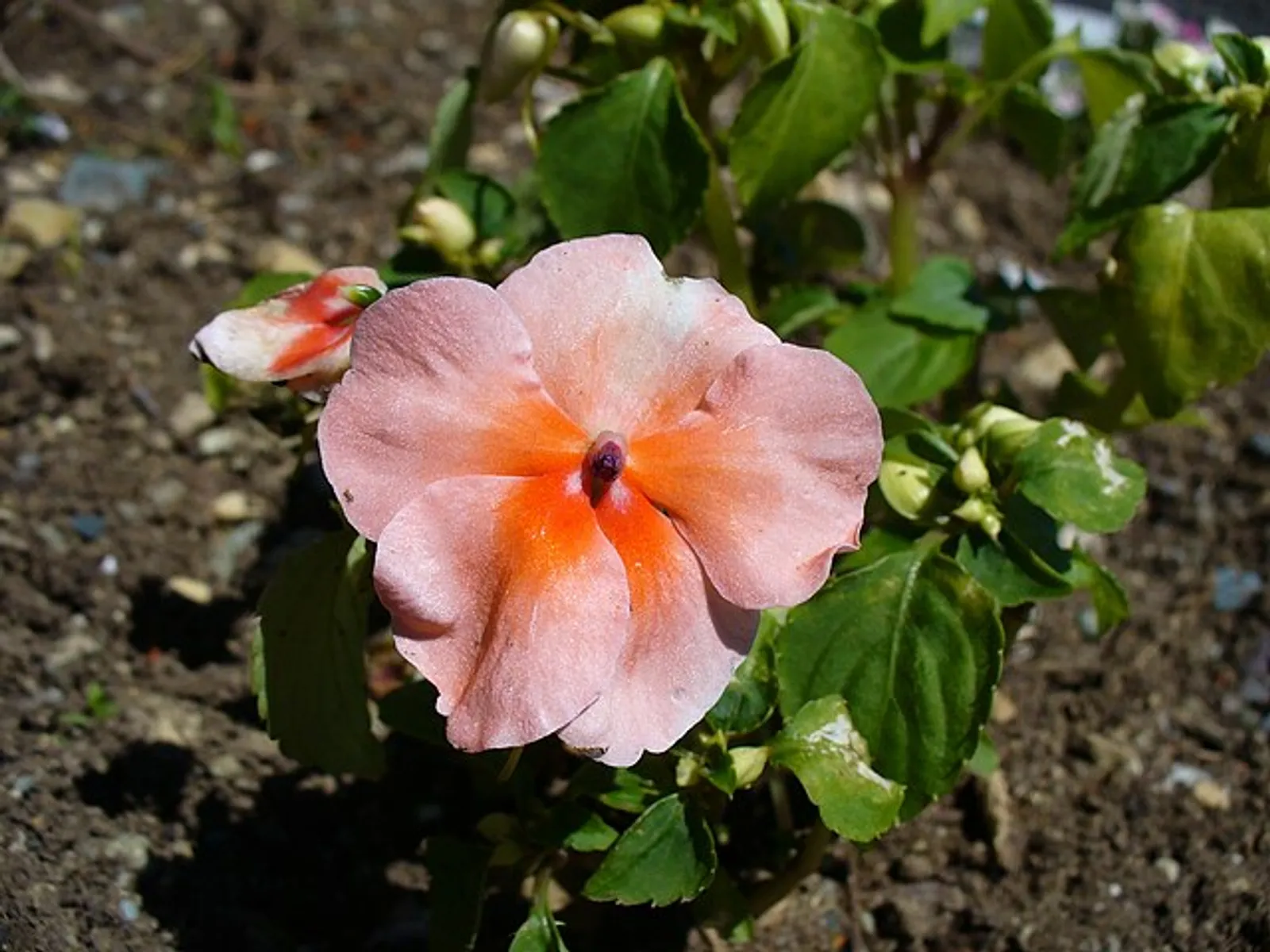 Impatiens image 3