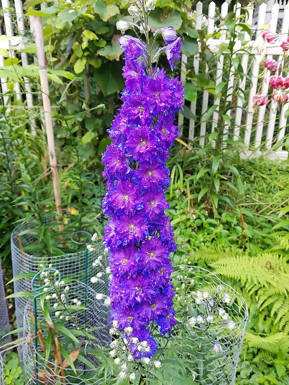 Delphinium image 5