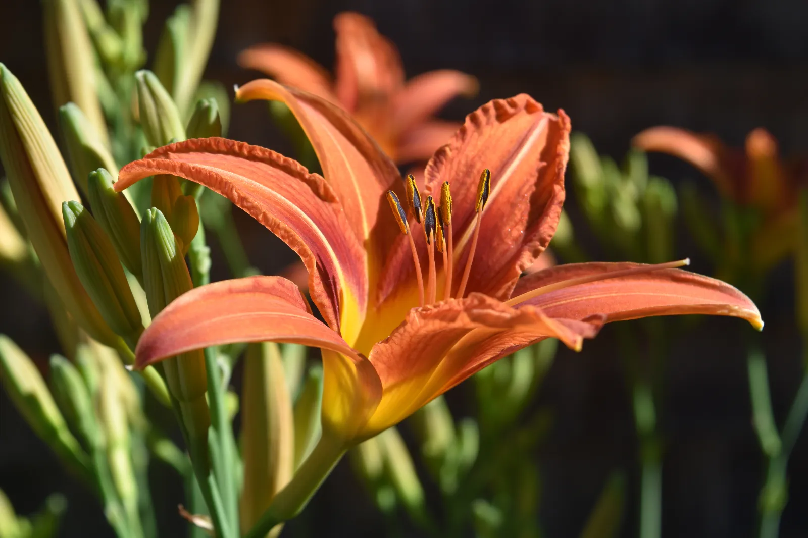 Daylily image 2