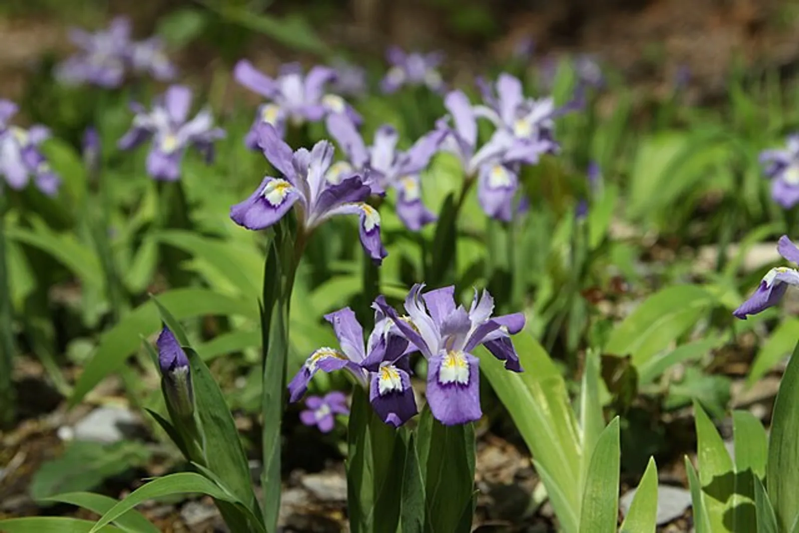 Dwarf Crested Iris