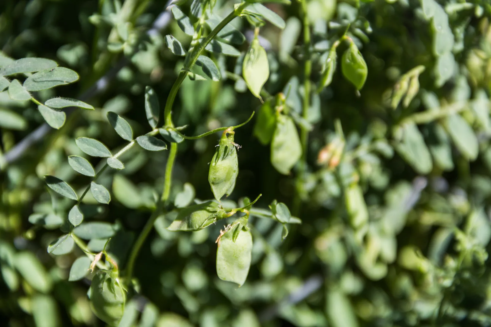 Lentil image 3