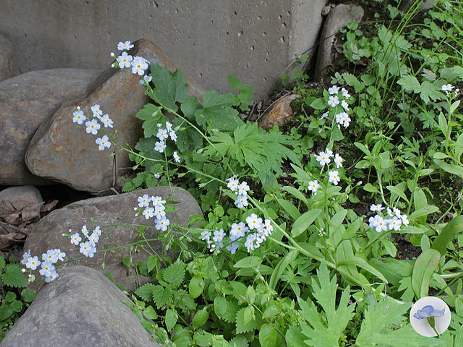 True or Water Forget-Me-Not
