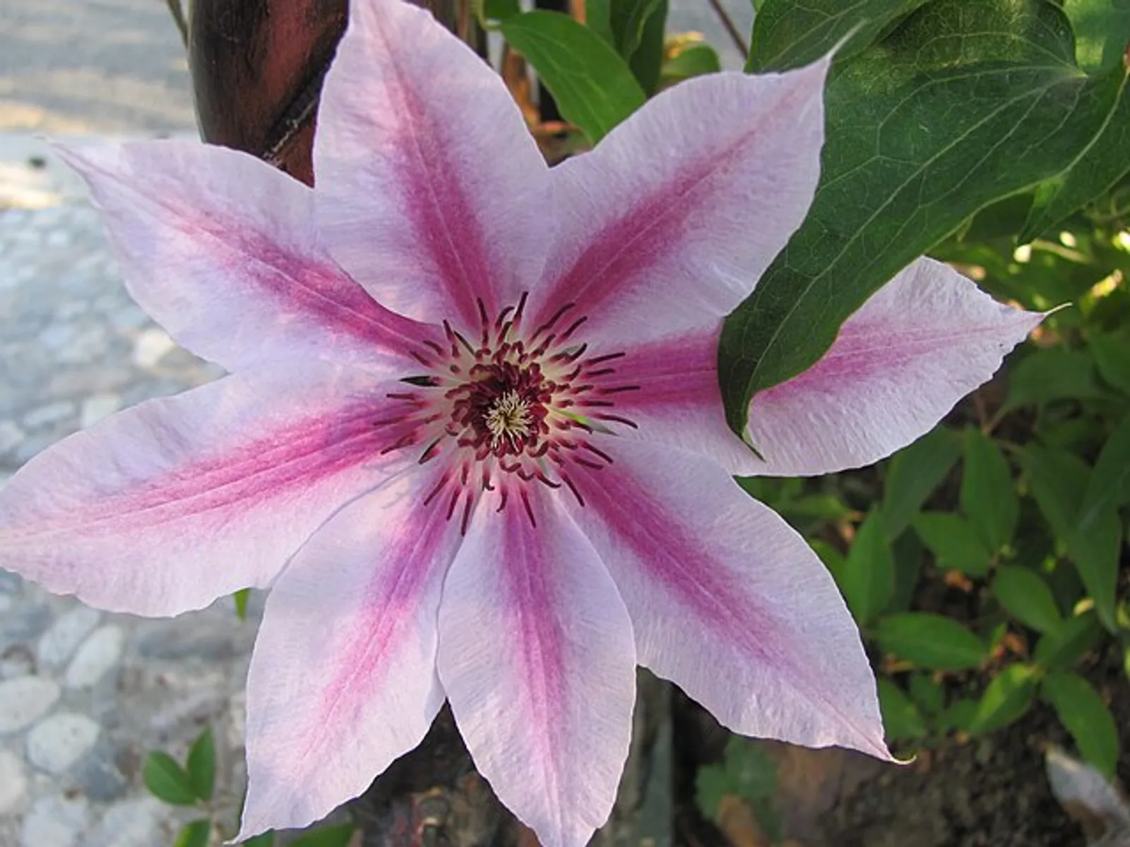 Clematis image 1