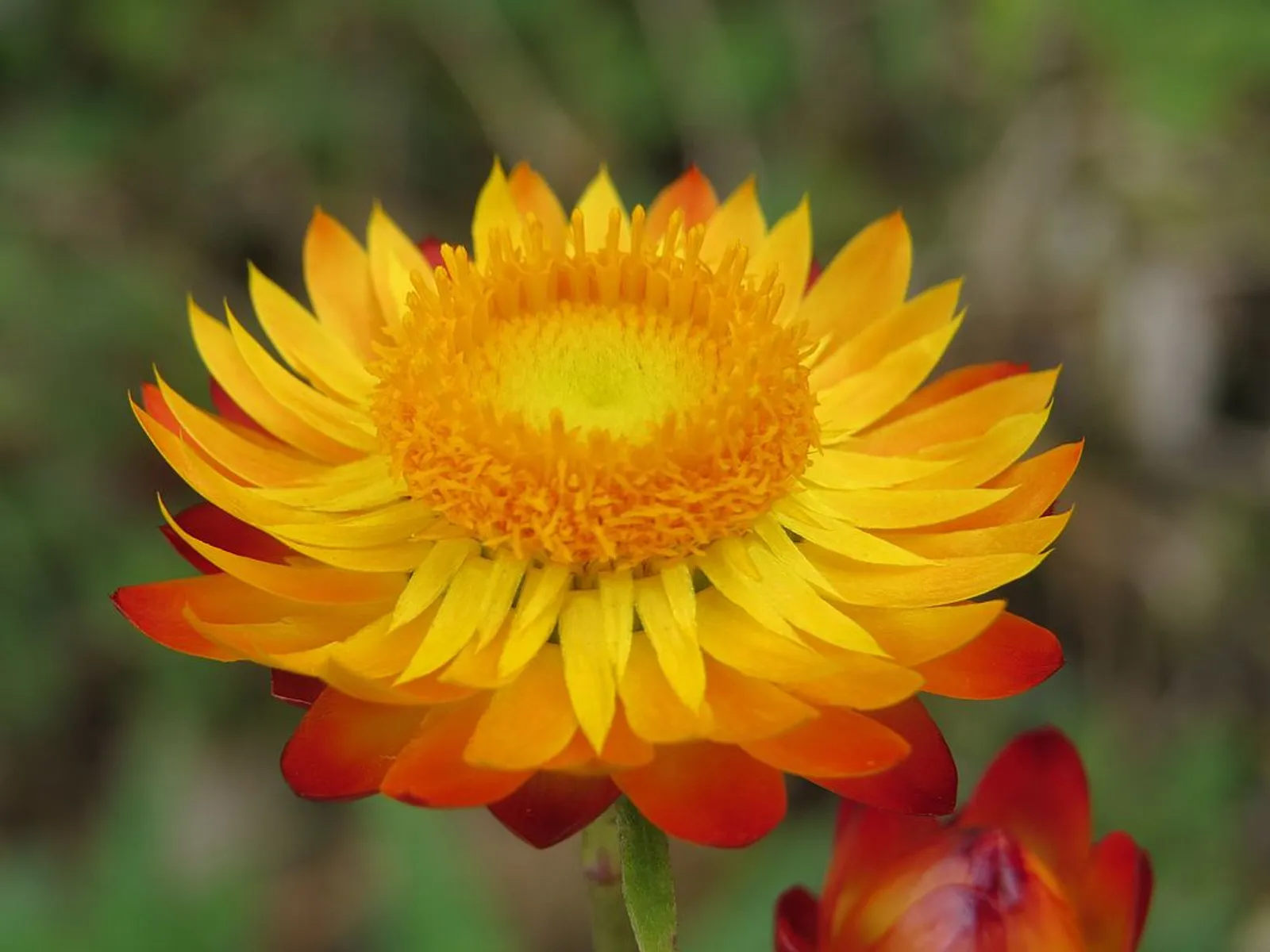 Strawflower image 1