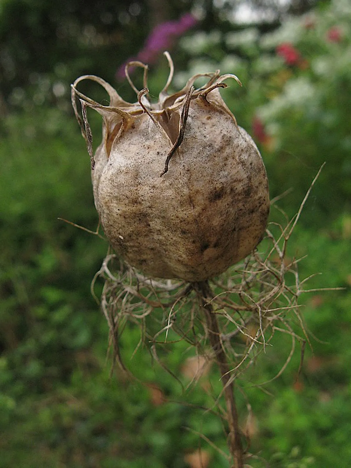 Love-In-A-Mist image 5