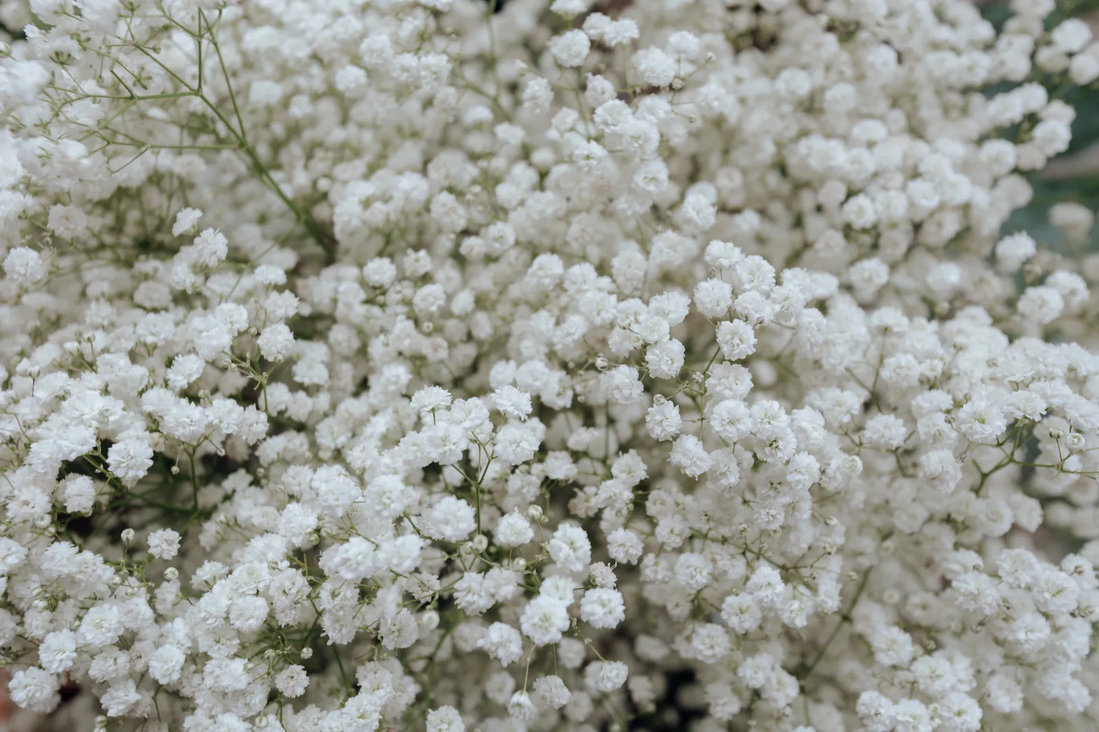Baby's Breath image 3