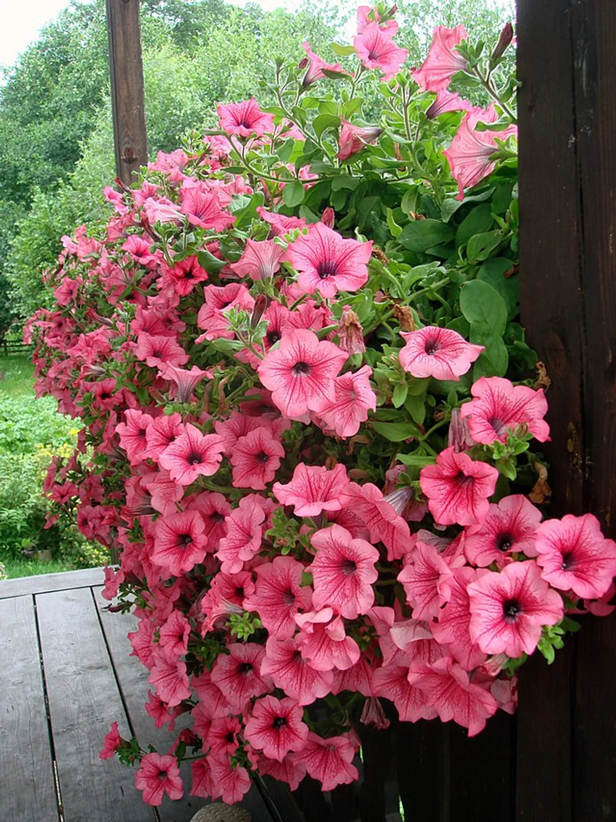 Petunia image 1