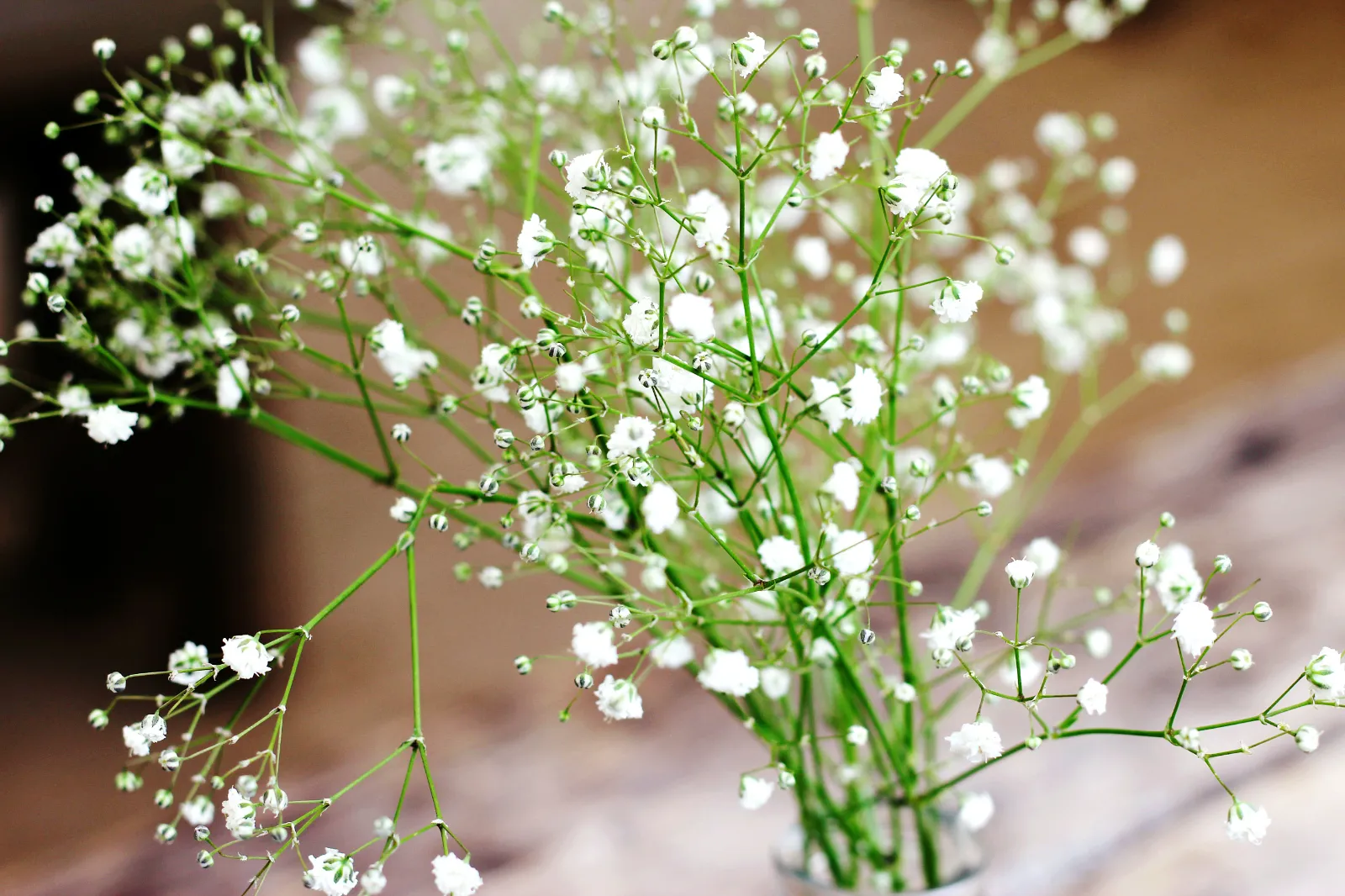 Baby's Breath image 2