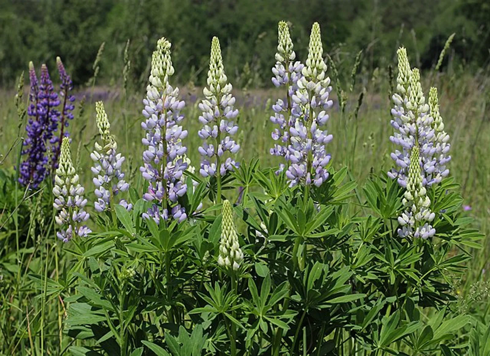 Lupine image 4