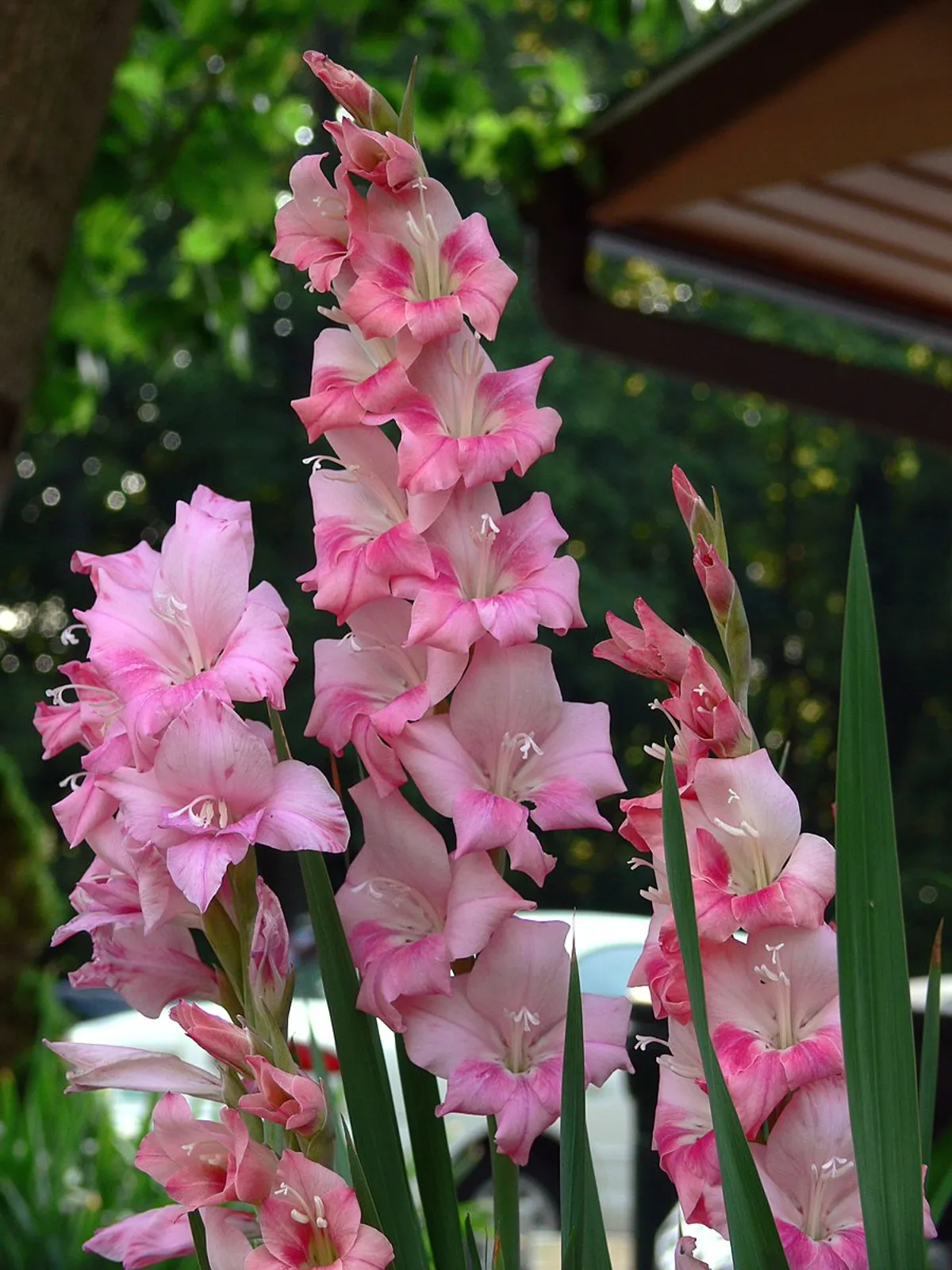 Gladiolus image 2