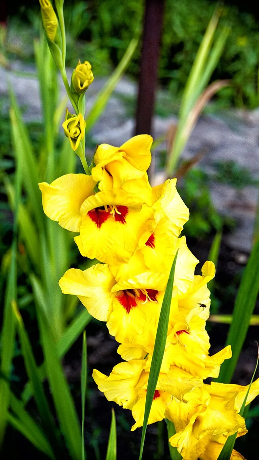 Gladiolus image 4