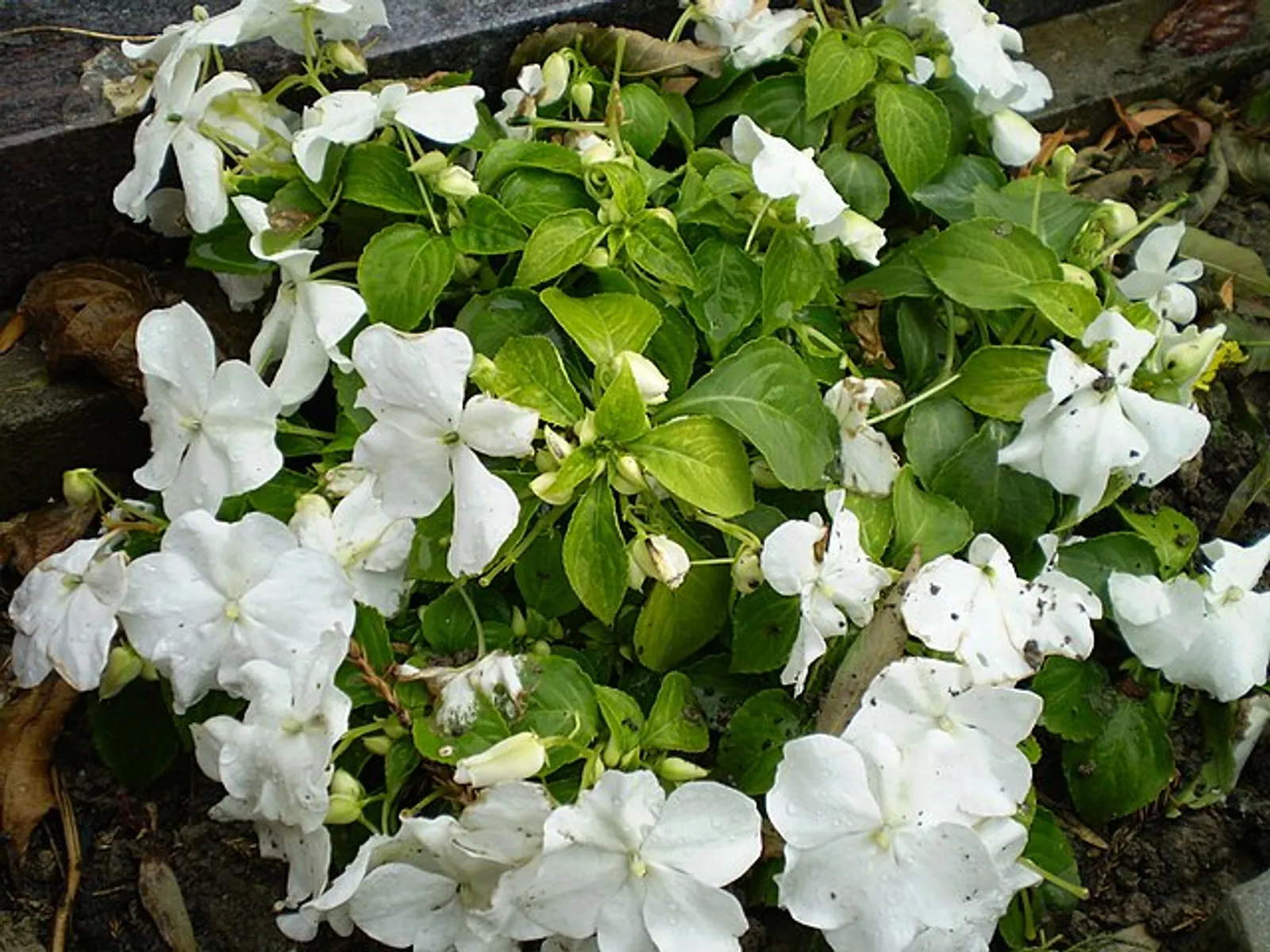 Impatiens image 2