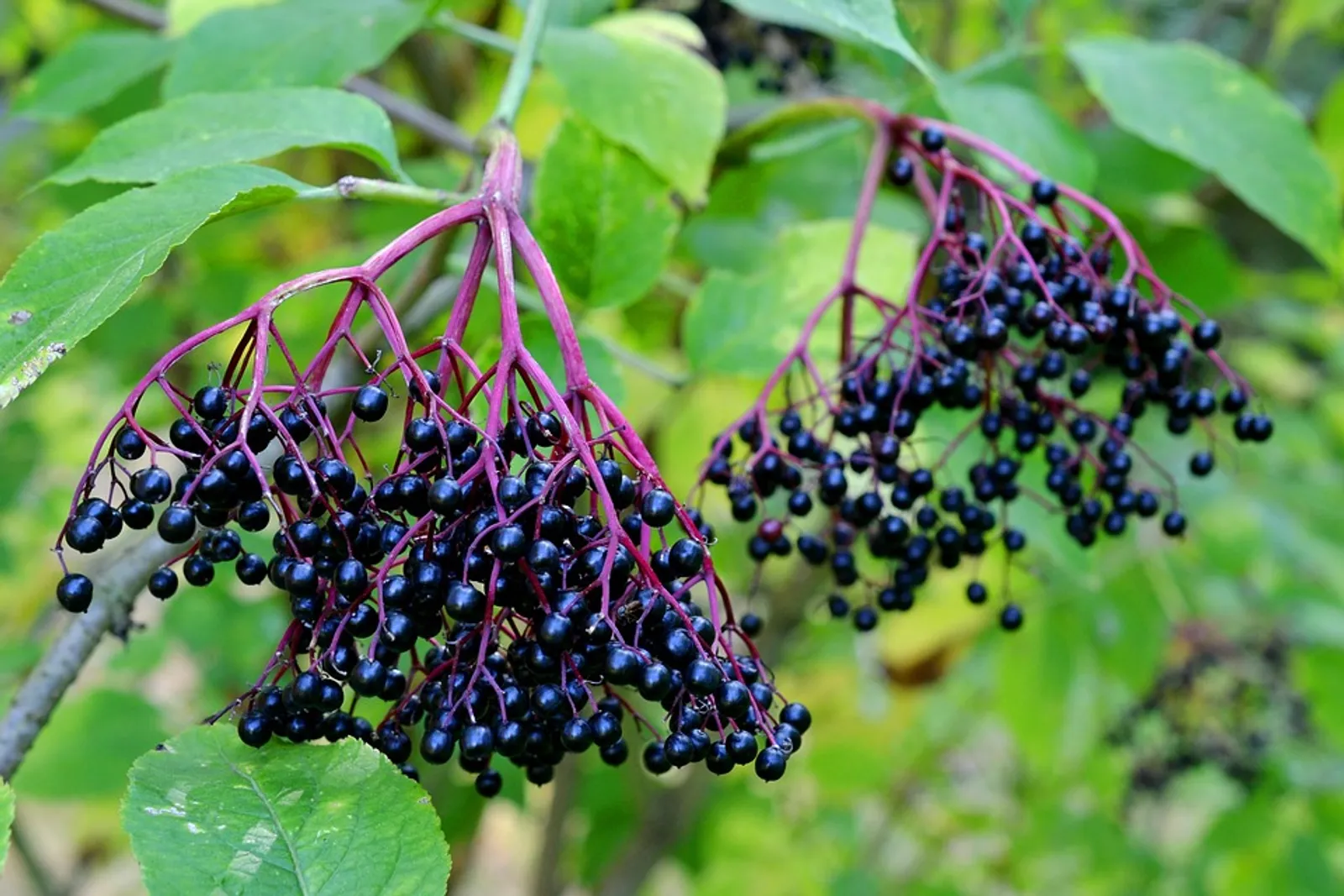 Elderberries image 1