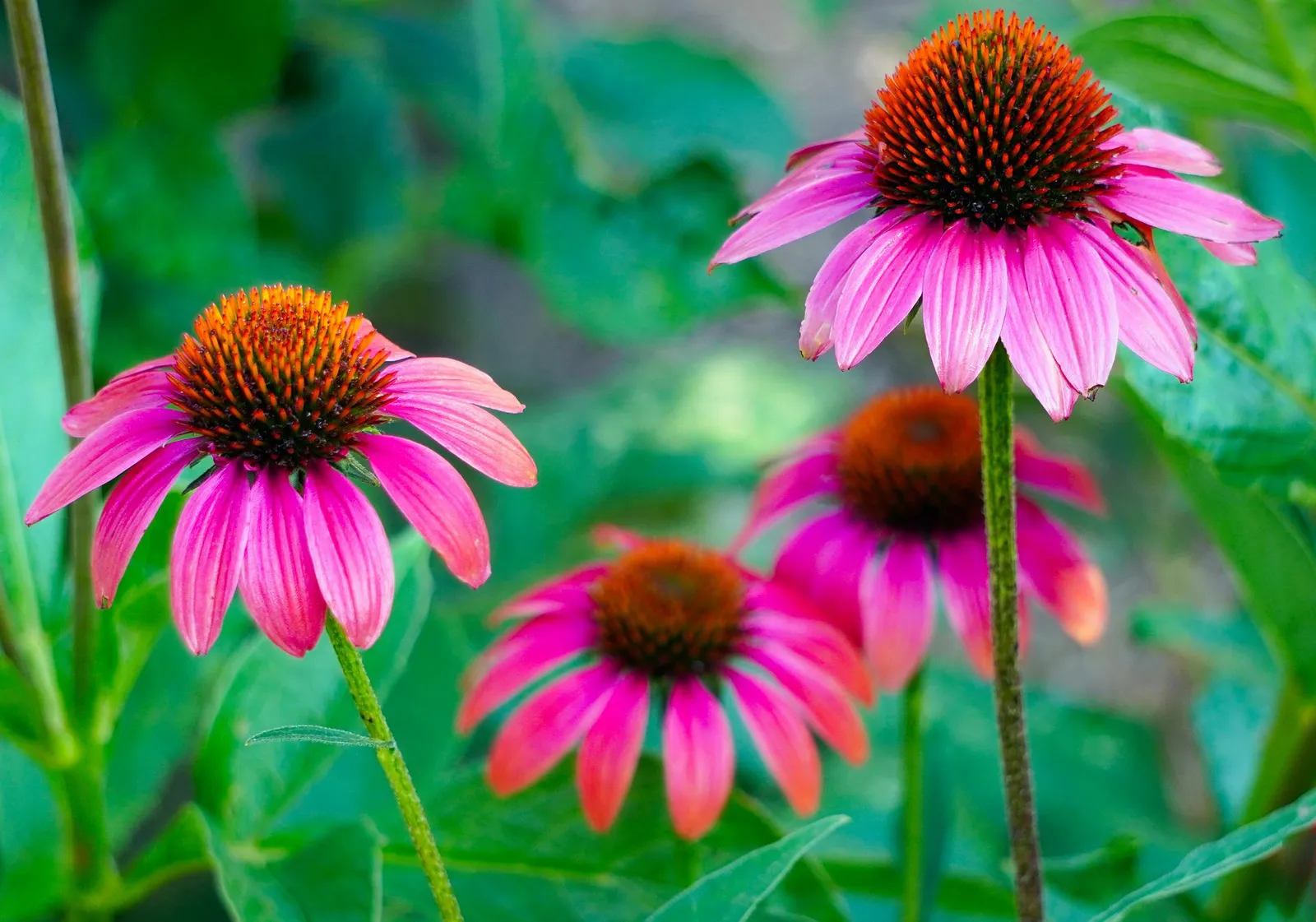 Echinacea image 1
