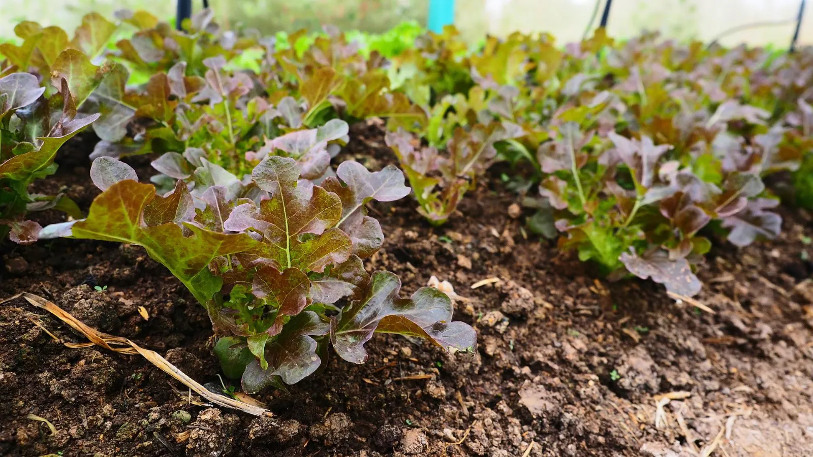 Red Oak Lettuce